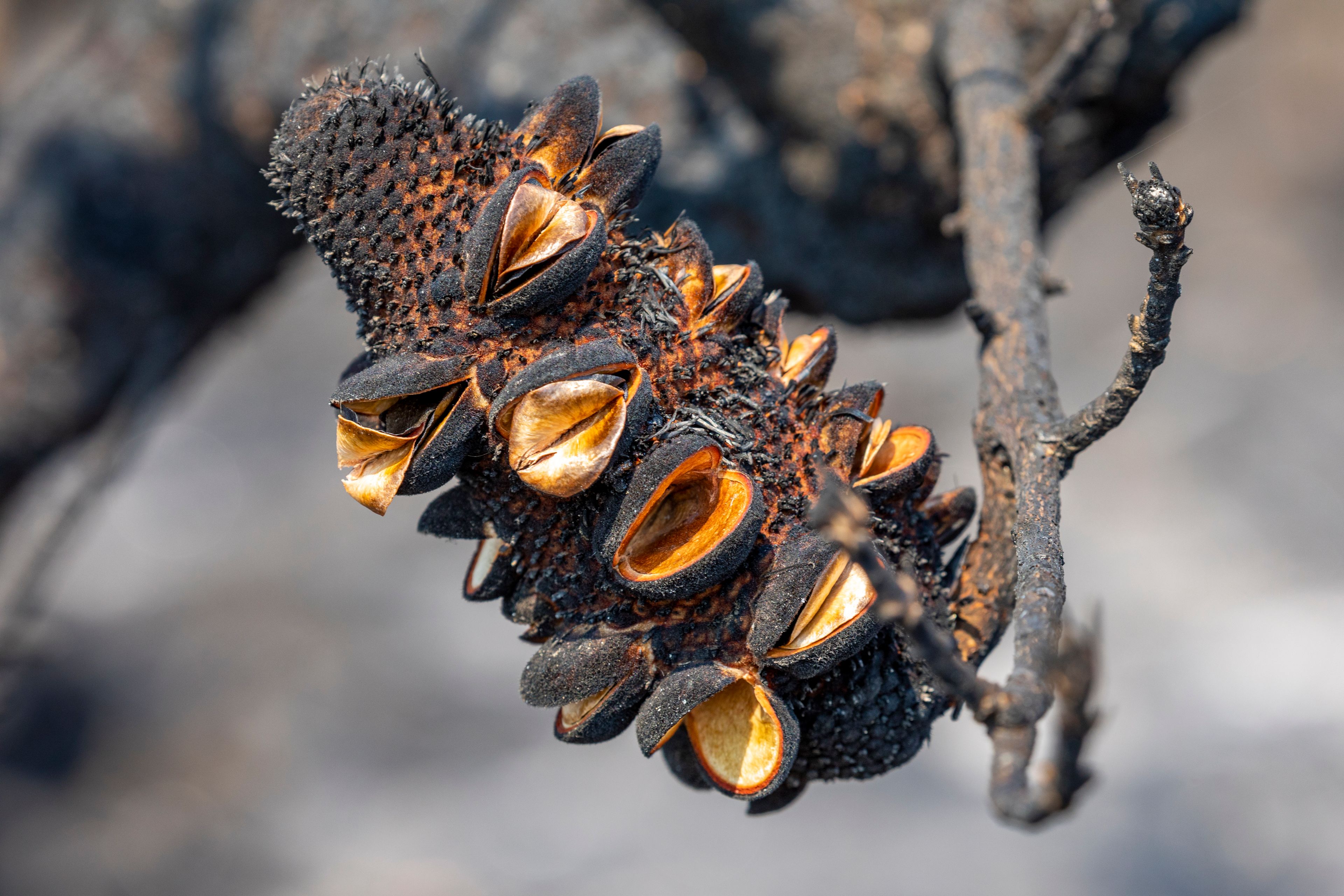 Closeup of burnt Banksia plant with open seed pods after bushfire Blue Mountains Dharug country