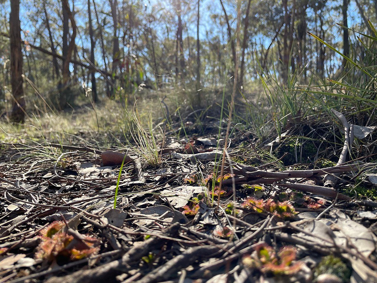 Natural environment Drosera Aberrans, one of Australia's carnivorous plant species, located in Bendigo National Park. 