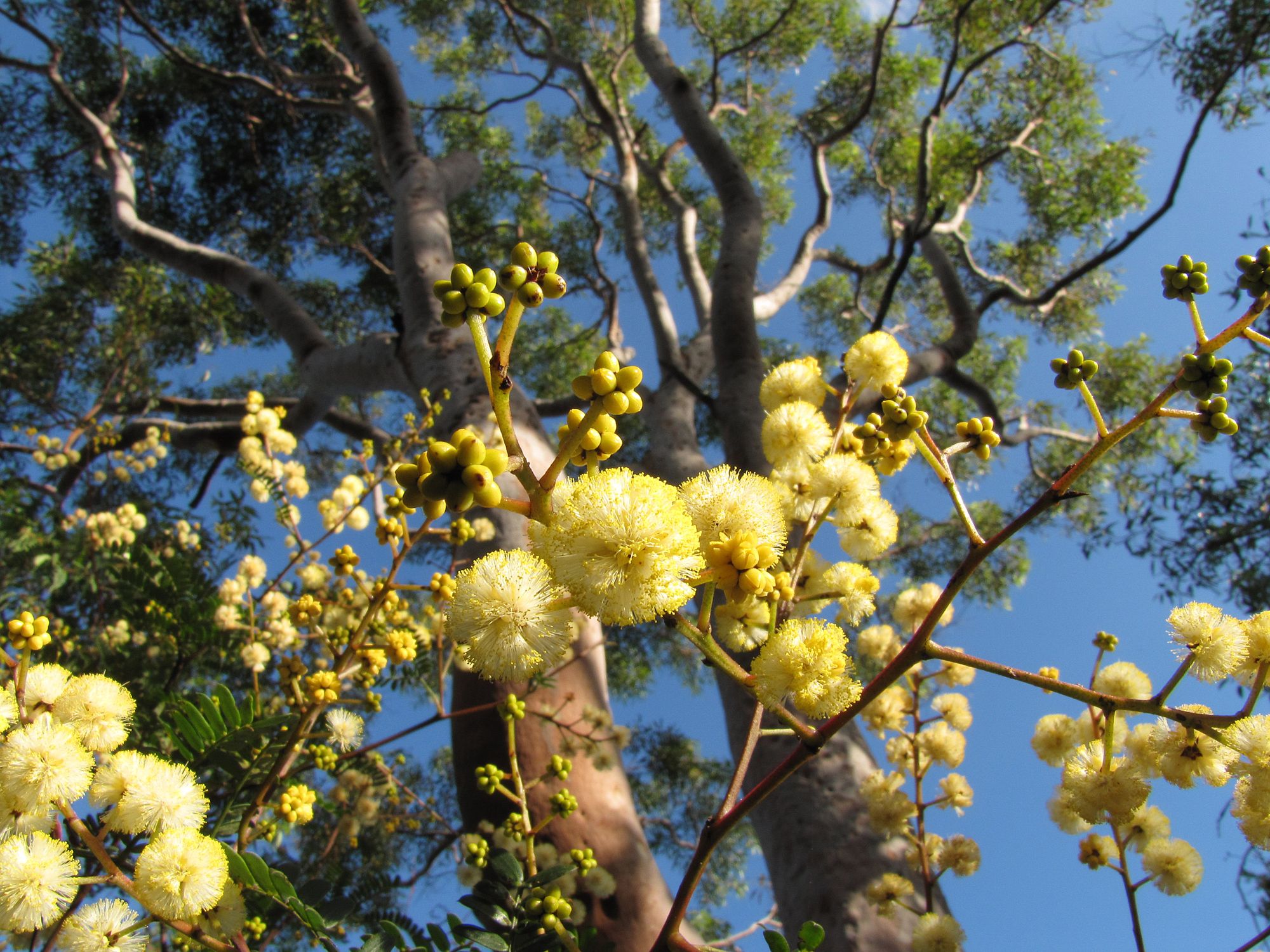 Autumn wattle Laurie Wilson Yellow autumn wattle, blue sky and tree.