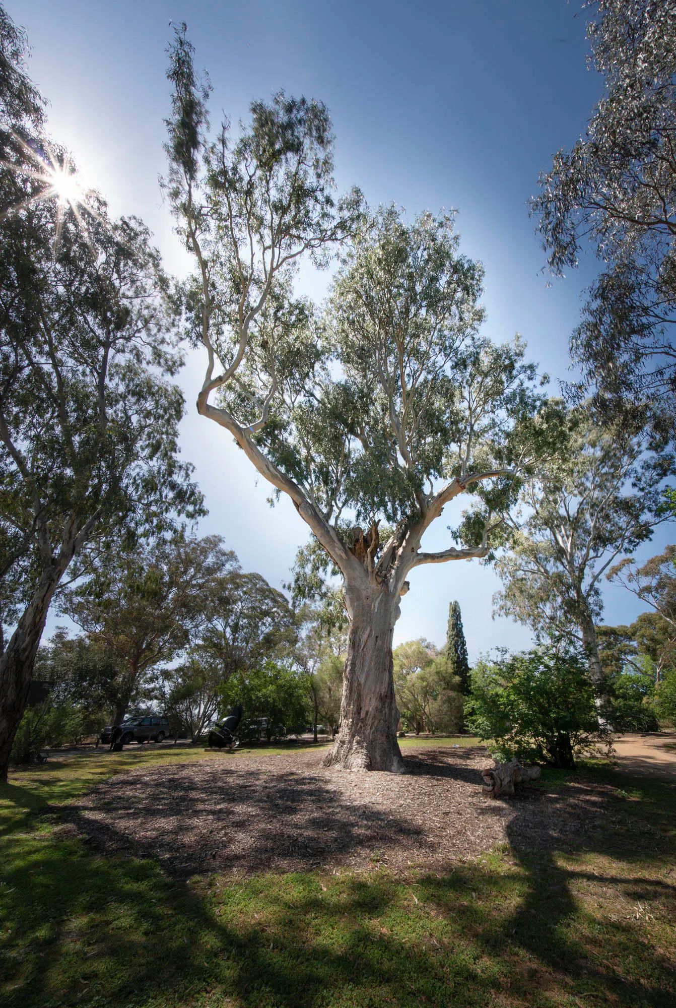 Yingabeal. Heide-Gardens (Heide Museum of Modern Art), Wurundjeri country. John Gollings.