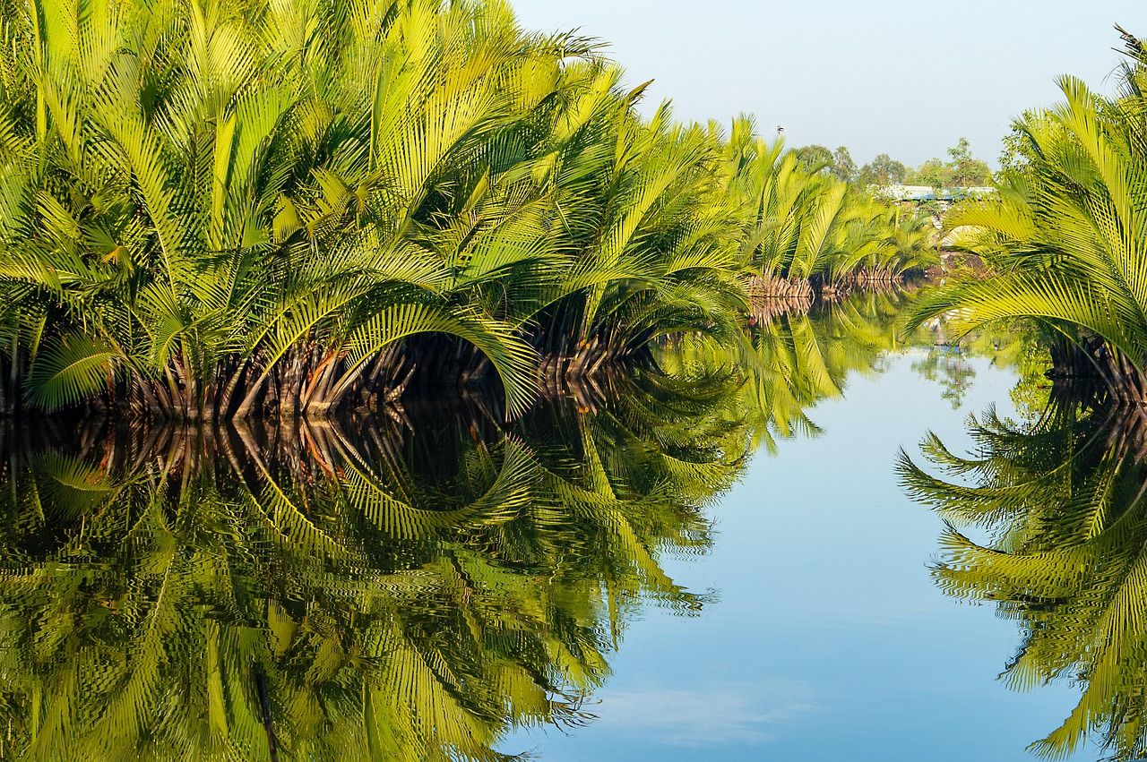 Nipa palm, Tree, Mangrove.
