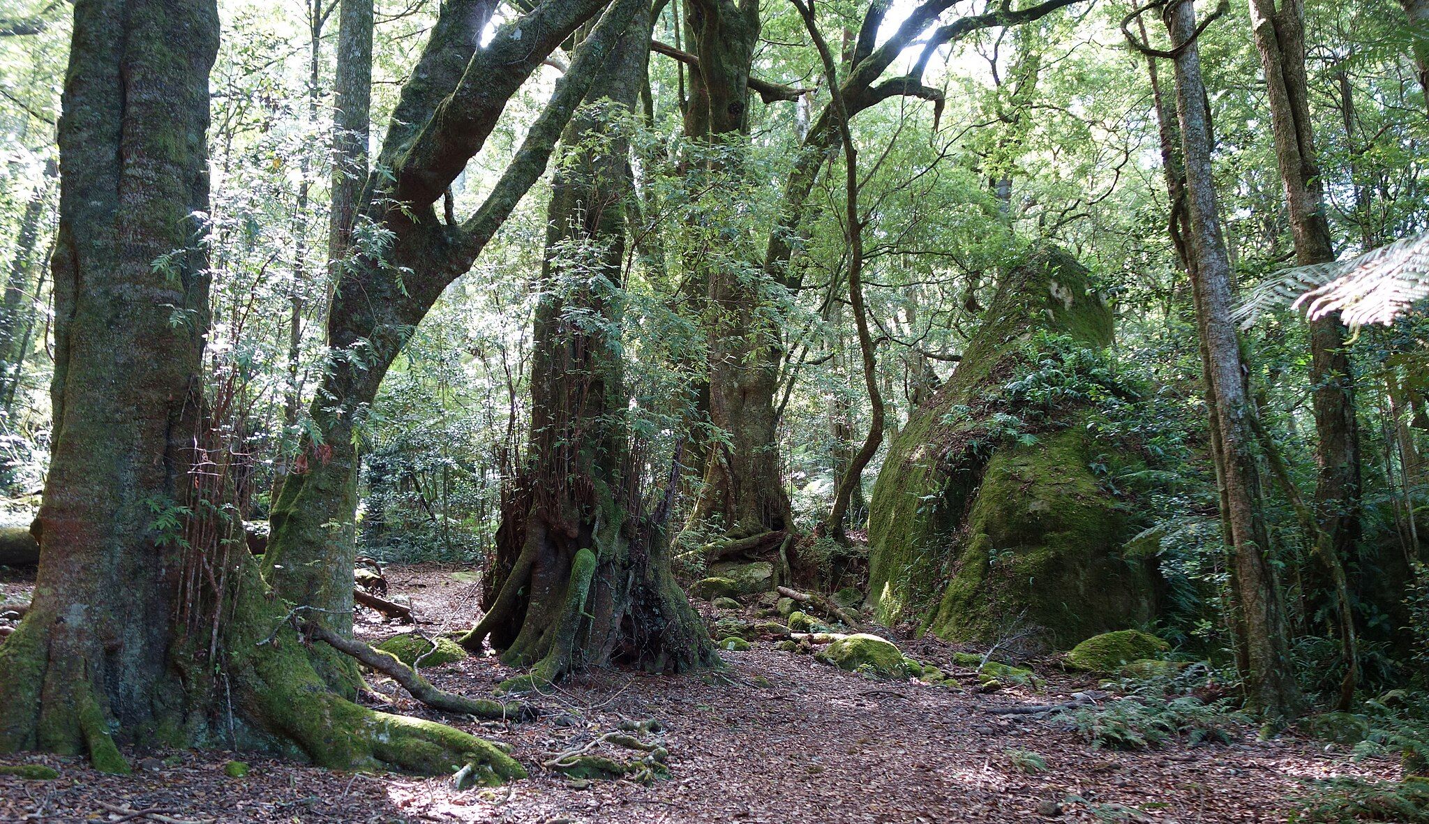 Mount Gulaga temperate rainforest. Photographer: Strata8. Source: Wikimedia Commons. Used under licence: CC BY-SA 3.0