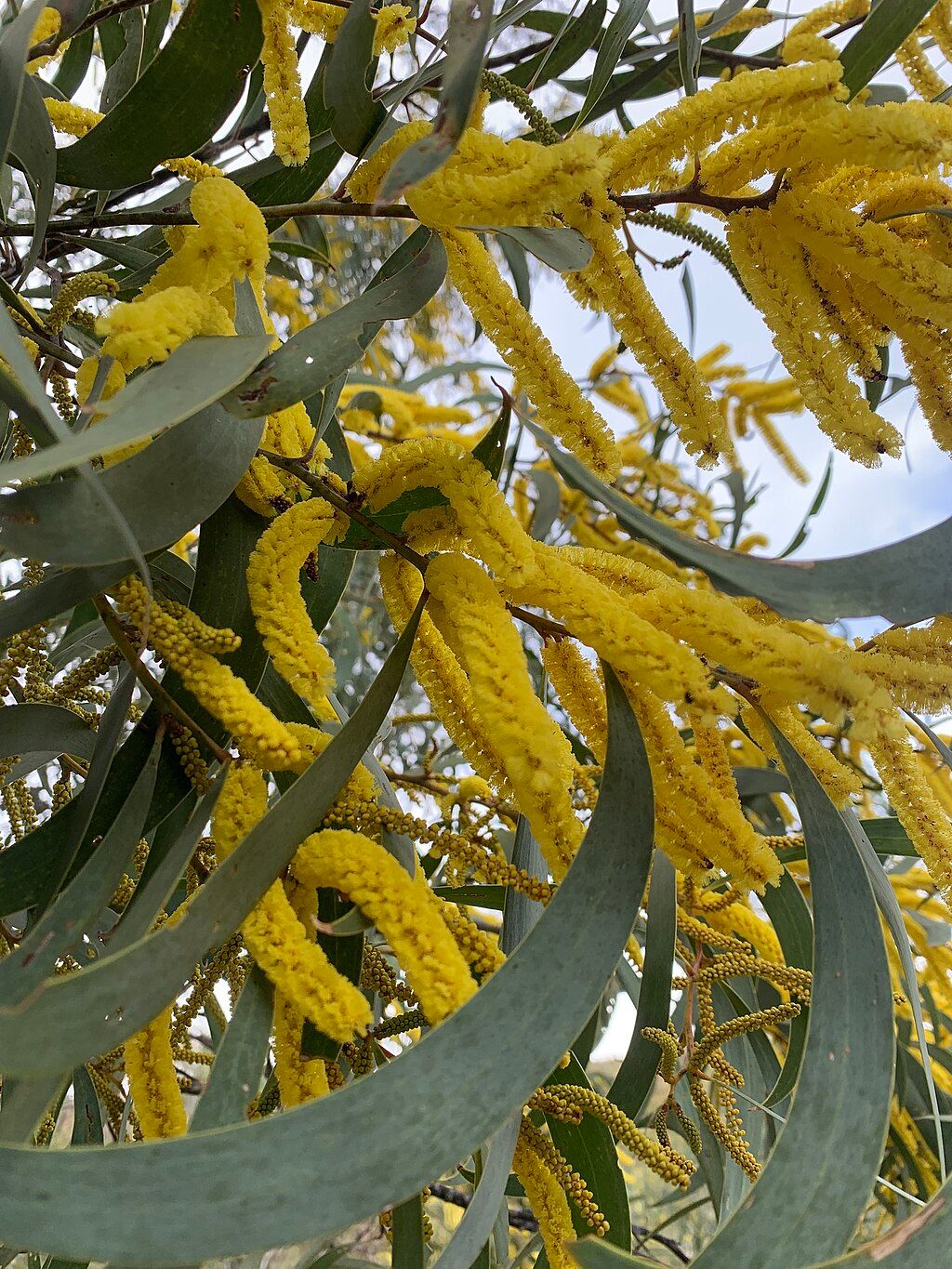 Motherumbah wattle (Acacia cheelii).