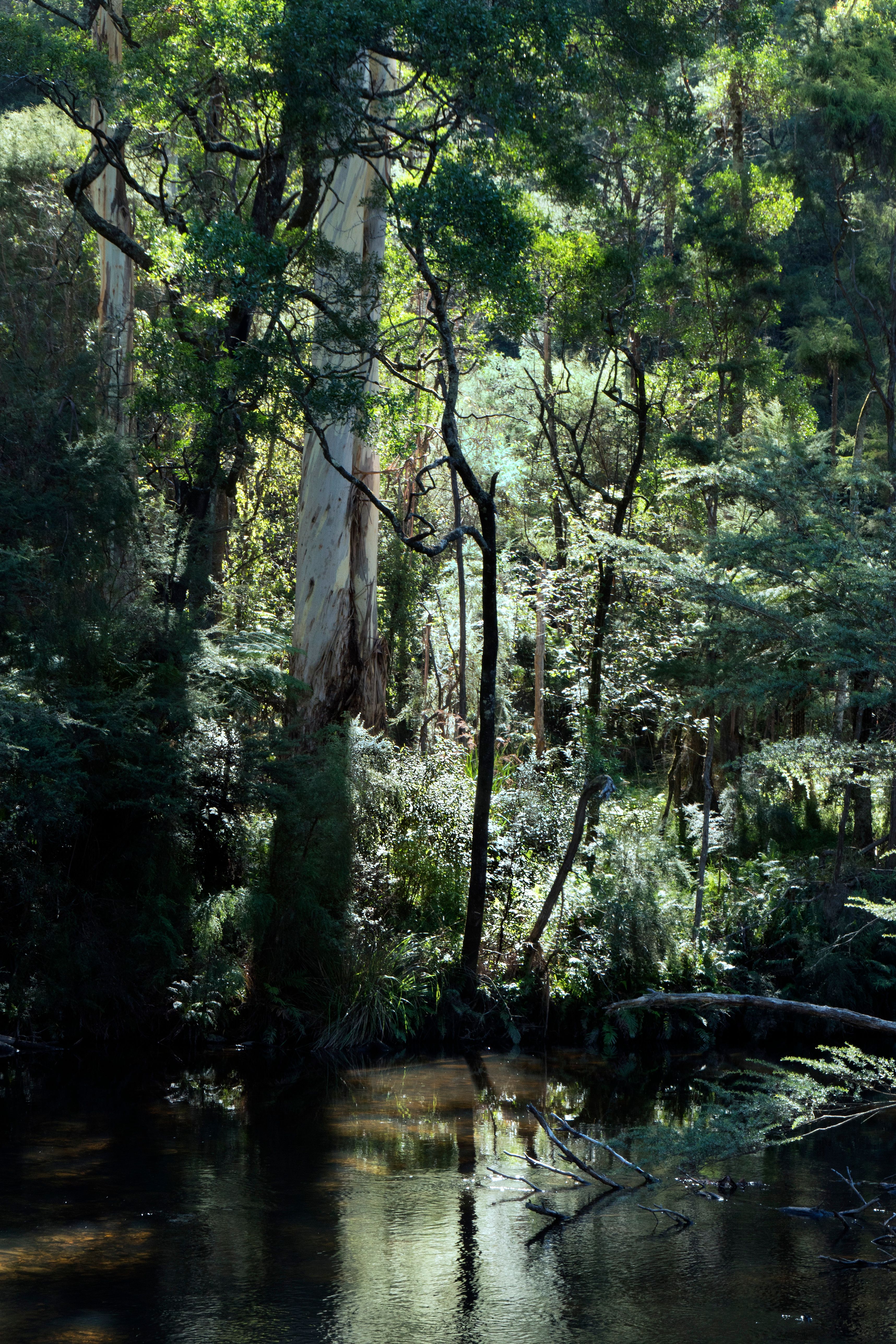 Yarra River Warburton A photograph of a dark, still river surrounded by tall trees, ferns and other shrubs.