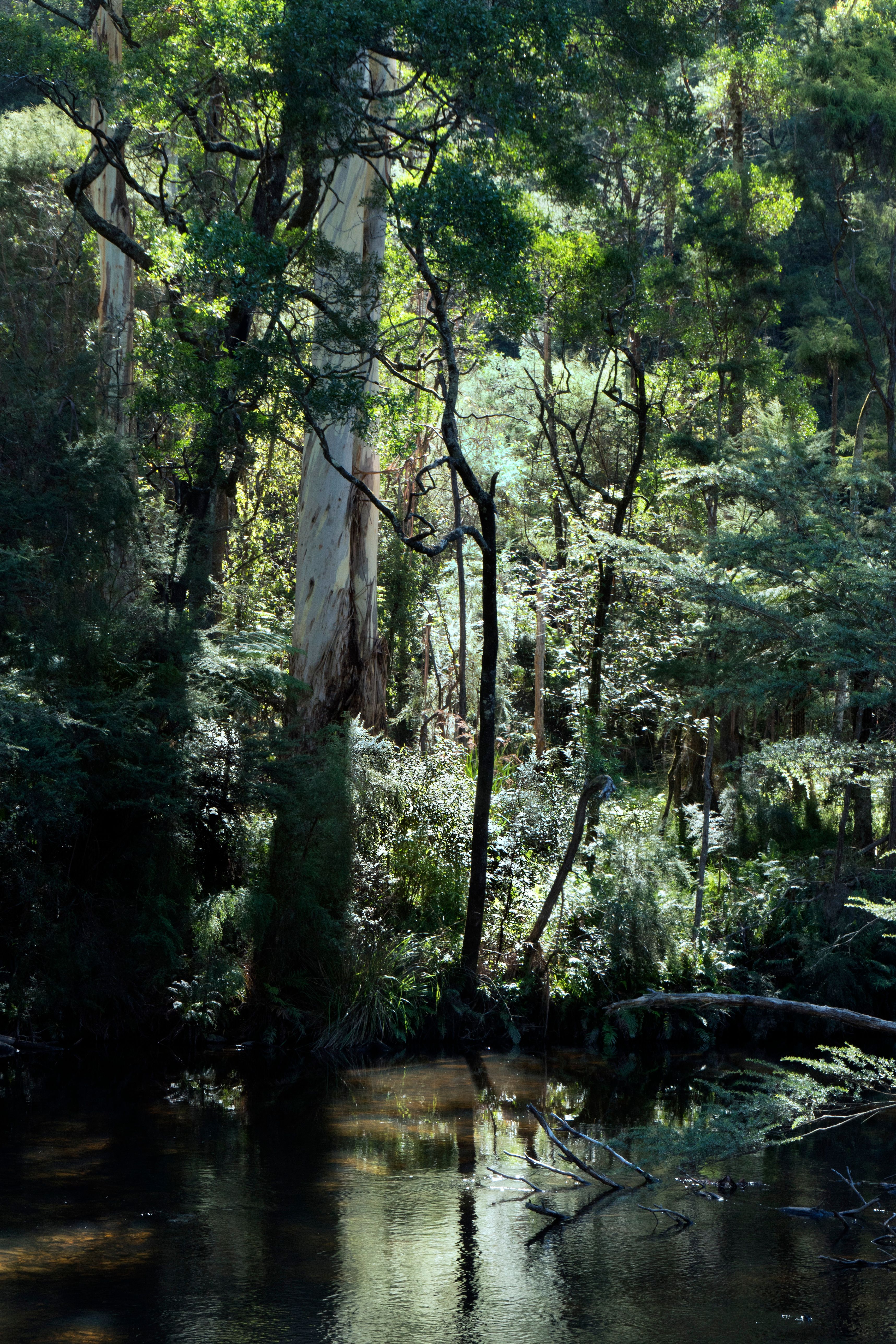 A photograph of a dark, still river surrounded by tall trees, ferns and other shrubs.