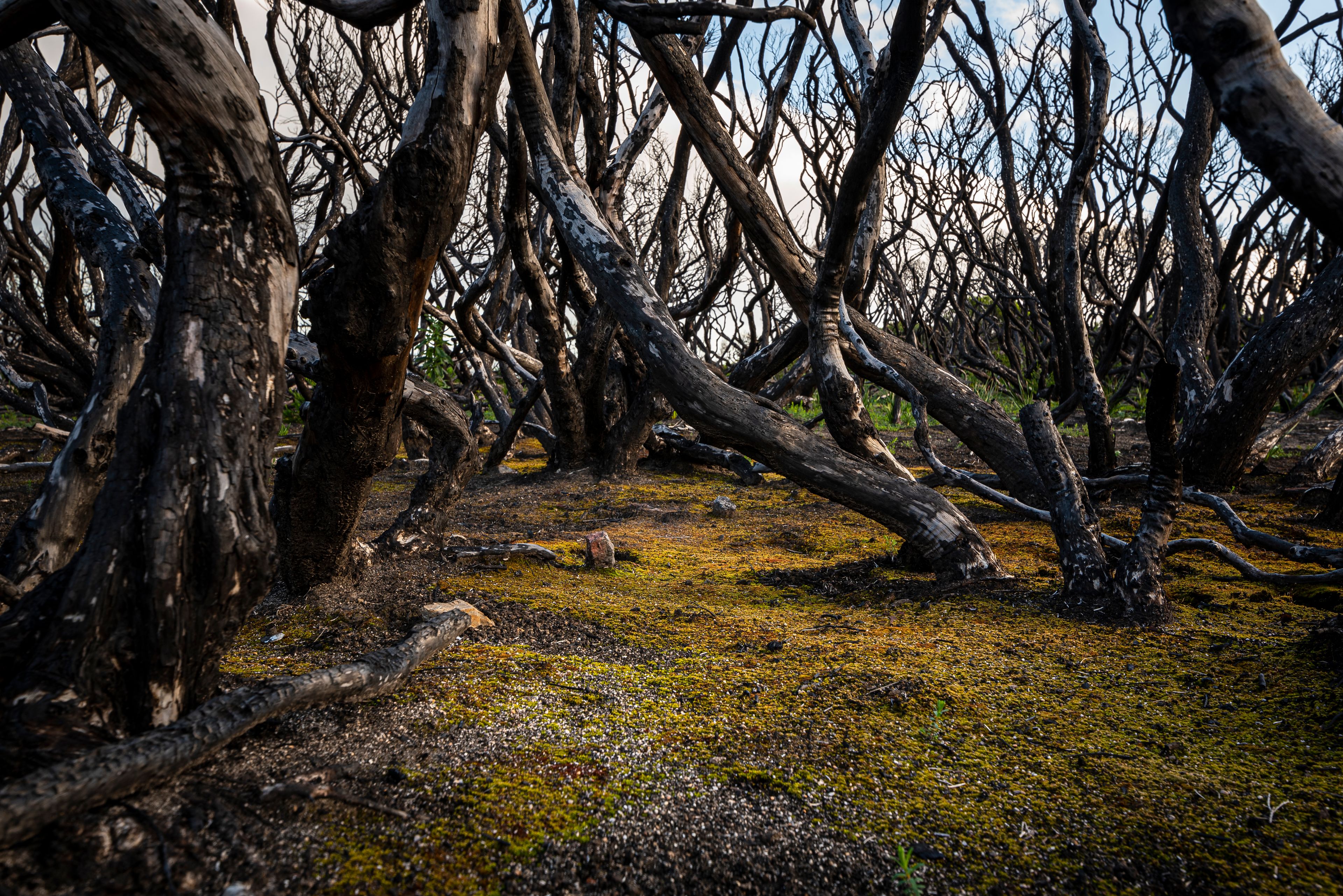 Bushfire Aftermath 2, Mallacoota, Gunai/Kurnai country. Tiffany Garvie. Source: Ngarrngga. © Tiffany Garvie 2023. Used under licence Burned trees