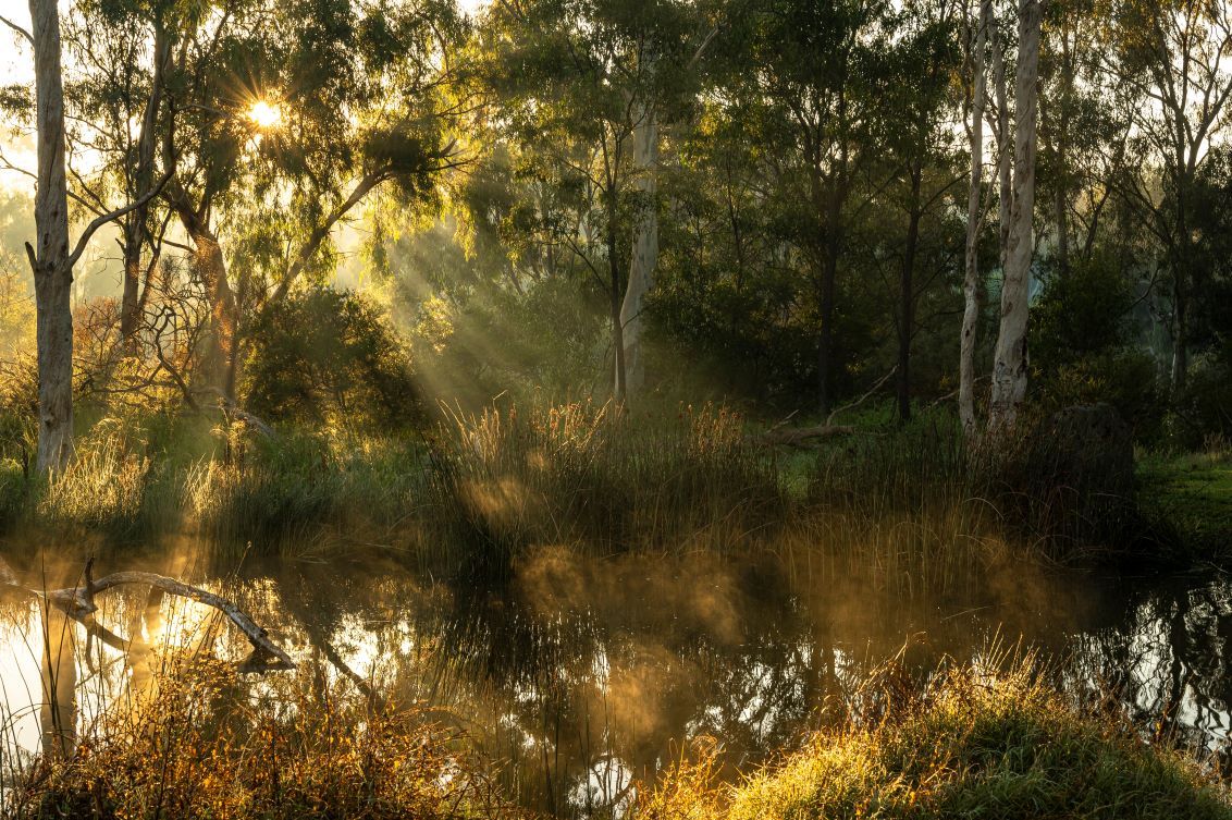 Sunlight through Trees, Alphington, Wurundjeri country. Tiffany Garvie. Source: Ngarrngga. © Tiffany Garvie 2023. Used under licence Sunlight through Trees, Alphington, Wurundjeri country