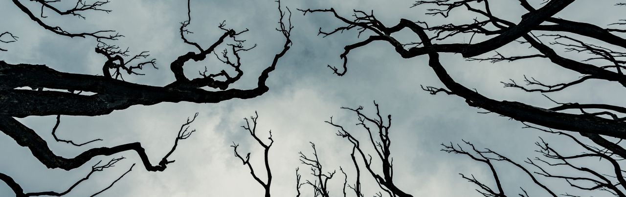 Tree branches and cloudy sky