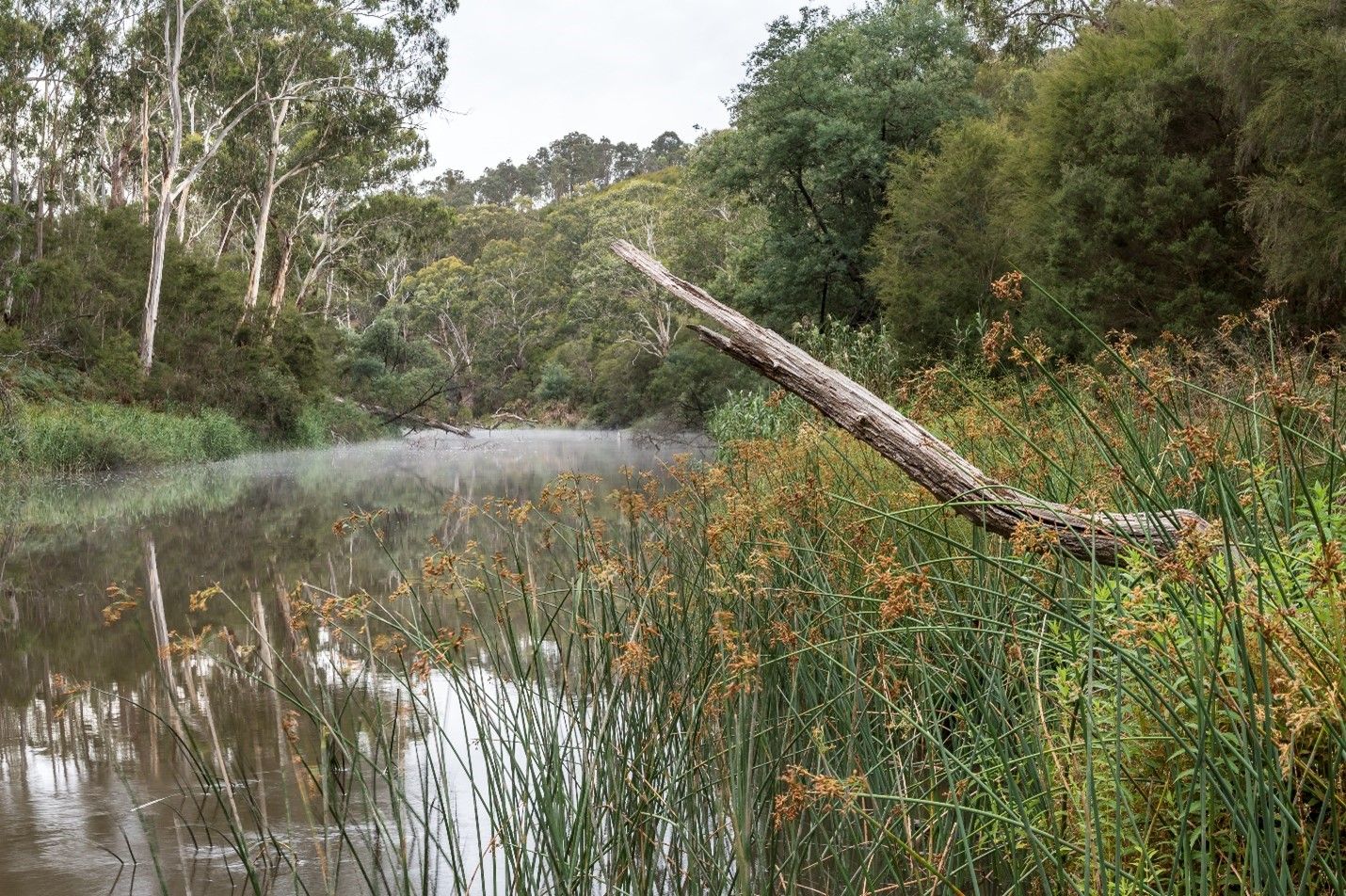 Wonga Park by Tiffany Garvie. © Tiffany Garvie  River Reeds