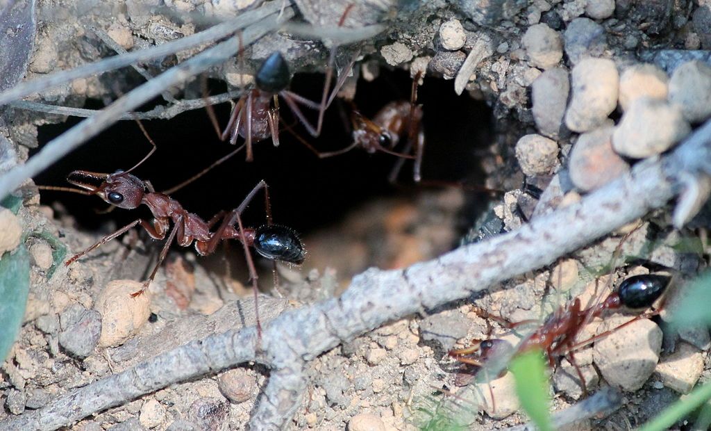 An ant nest. Myrmecia nest entry area 1665. Photographer: JarrahTree. Source: Wikimedia Commons. Used under licence: CC BY 2.5 AU.