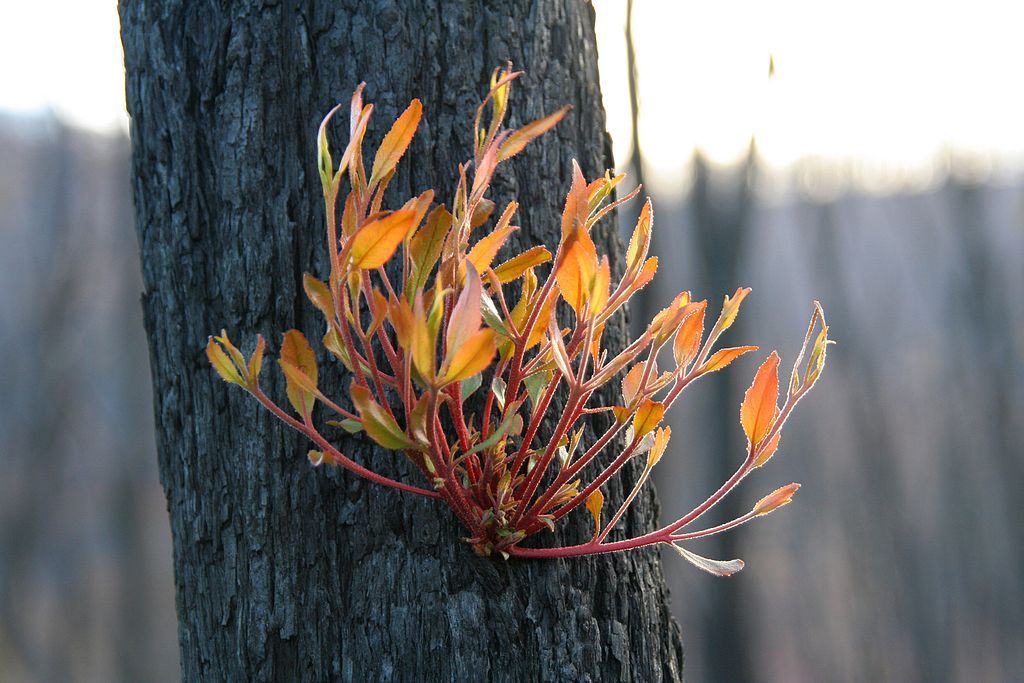 Eucalypt regrowth after Black Saturday bushfires. Photographer: Robert Kerton. Source: Wikimedia Commons. License: CC BY 3.0  Eucalypt regrowth on tree after Black Saturday bushfires