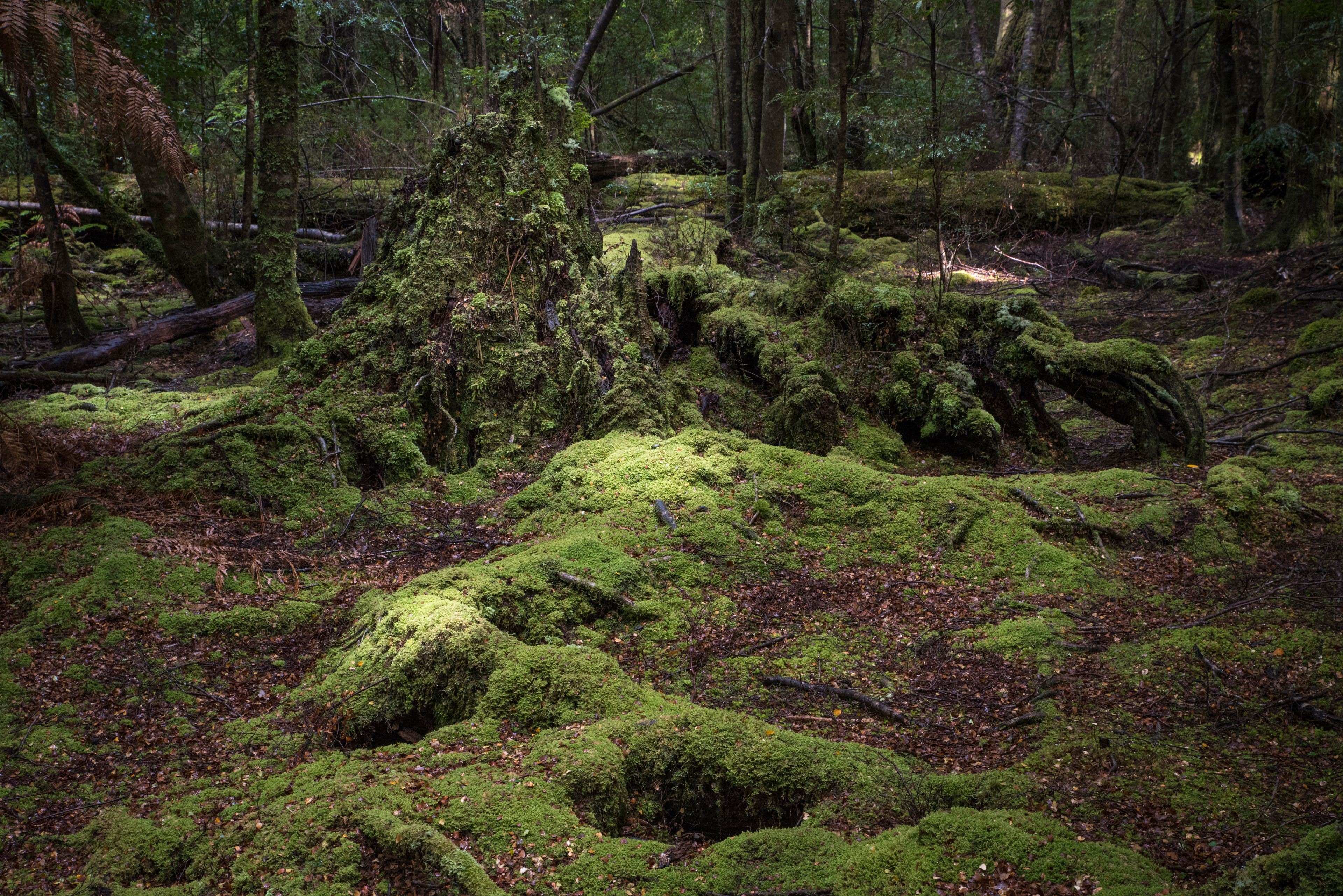 Moss and Forest Floor. The Tarkine, Palawa Country. Photographer: Tiff Garvie. Used with Permission. Green textured moss covers the forest floor of the Tarkine in Palawa country.