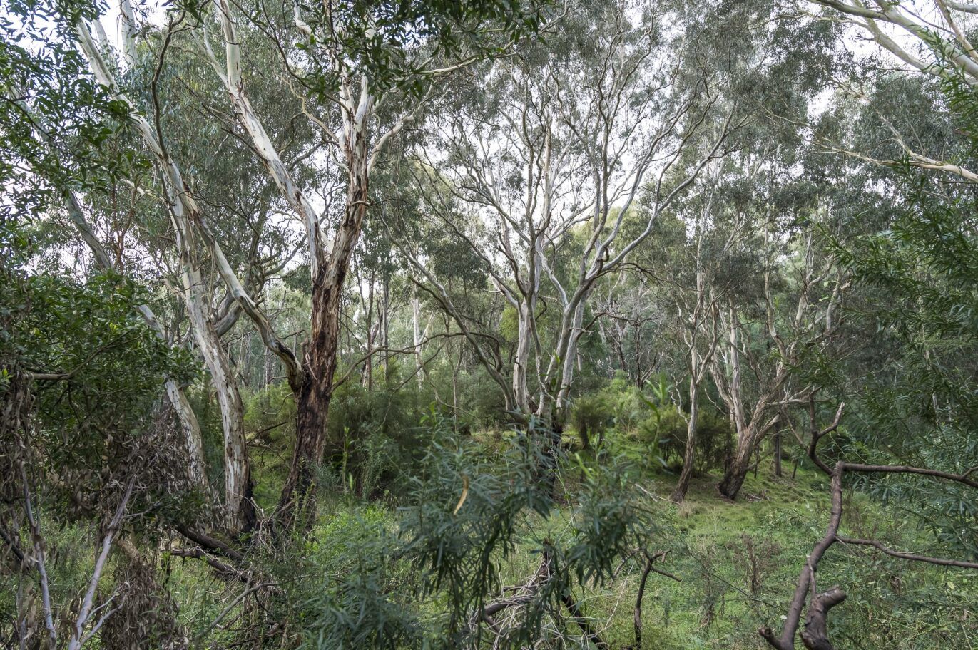 Bolin bolin trres Trees and Scrub