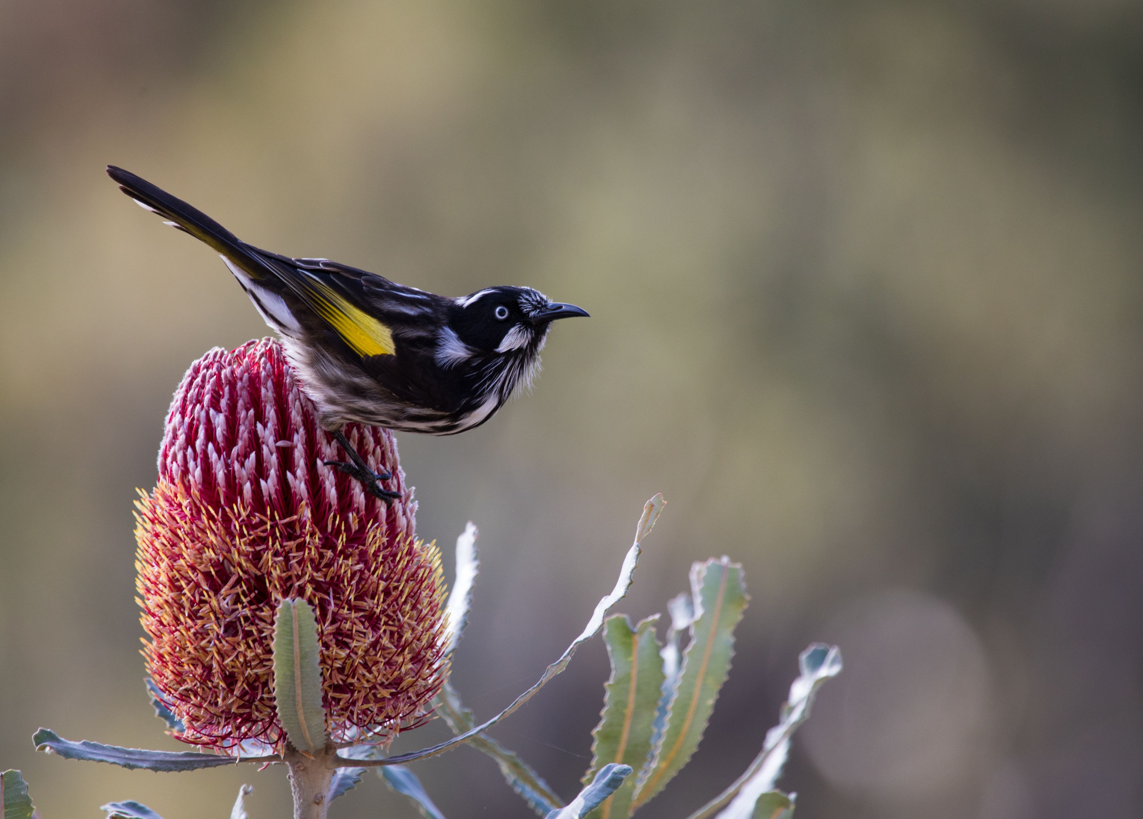 Closeup Of Songwarbler Perching On Plant canberra Australian Capital Territory - Getty Images Songwarbler perching on a branch