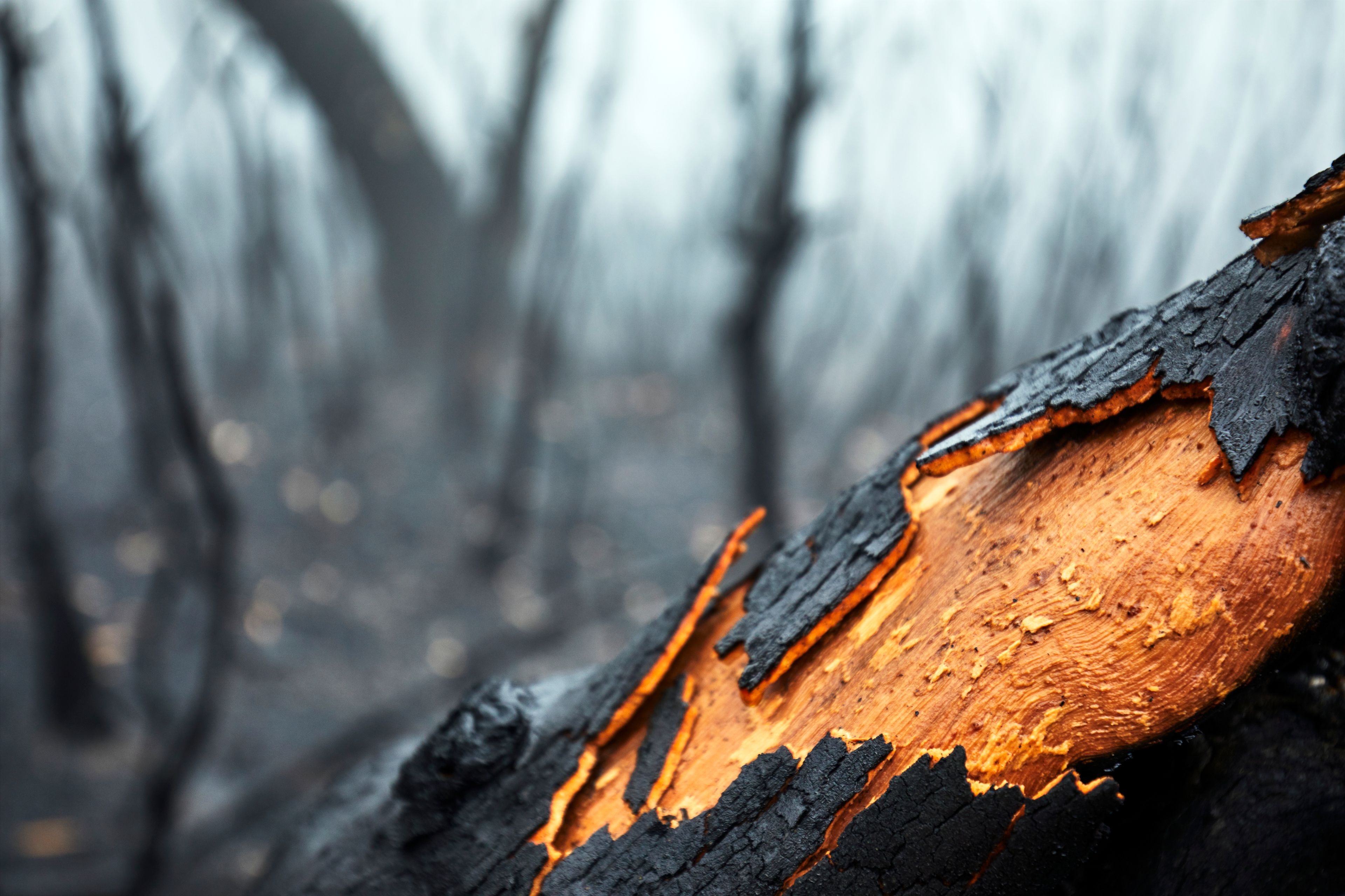 Burnt Tree Bark. Blackheath, Dharug country. 