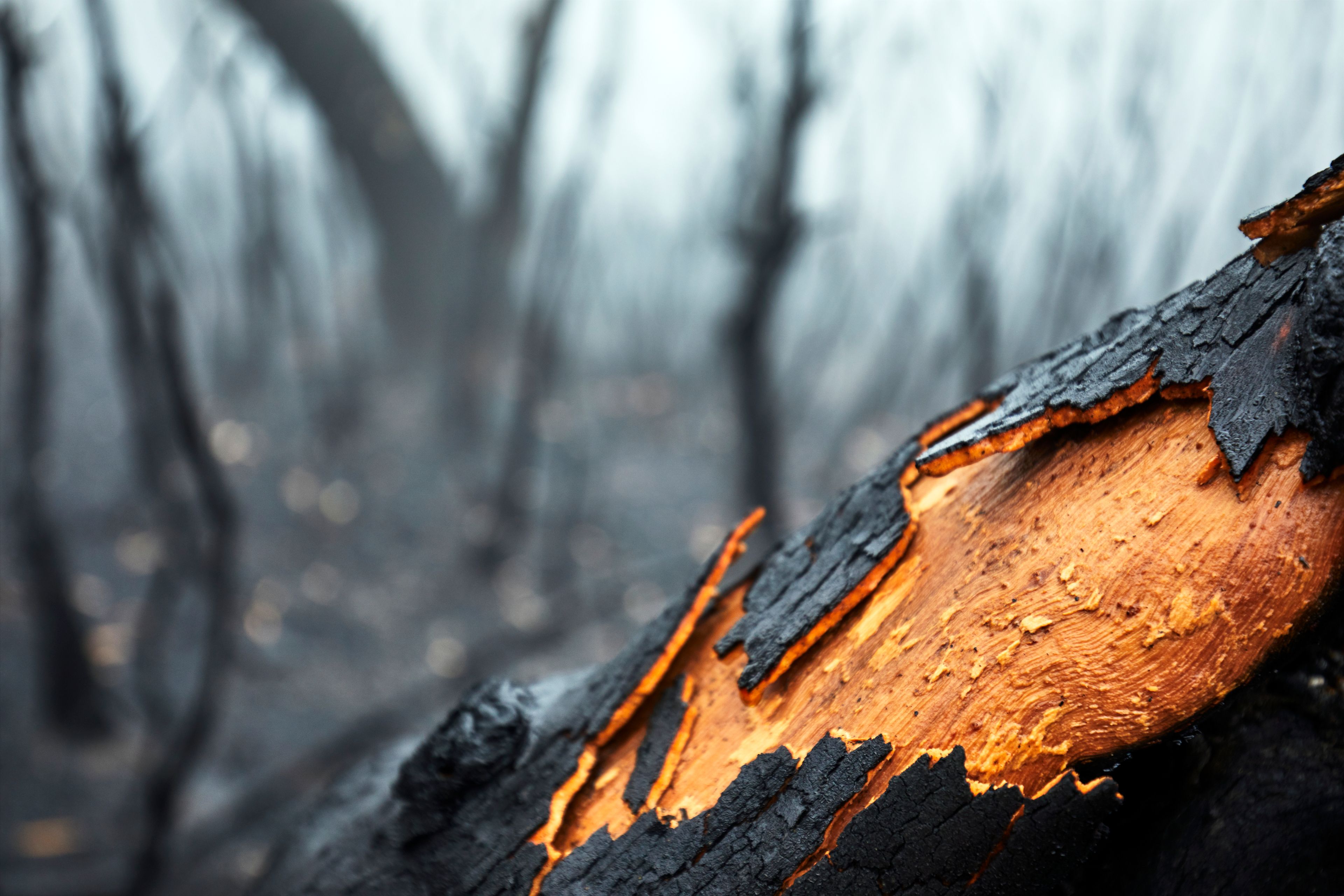 Burnt Tree Bark. Blackheath, Dharug country. Photographer: Andrew Merry. Source: Getty Images. Used under licence. Burnt Tree Bark. Blackheath, Dharug country.