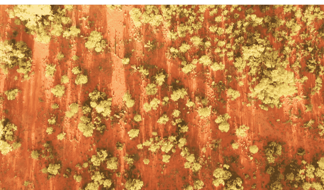 Banner spinifex Spinfex