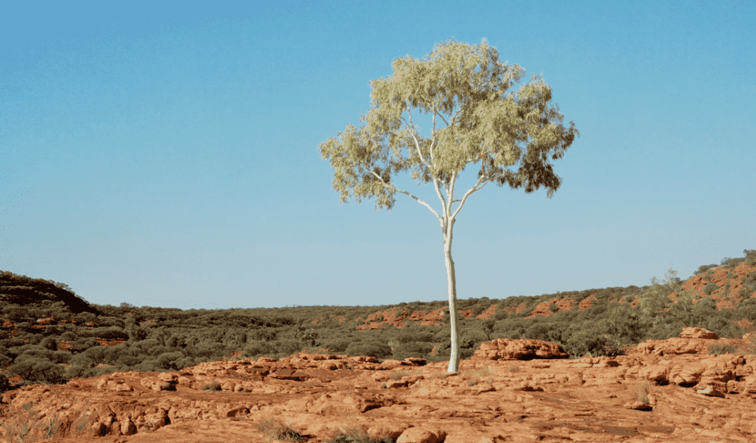 Banner gumtree Gum tree