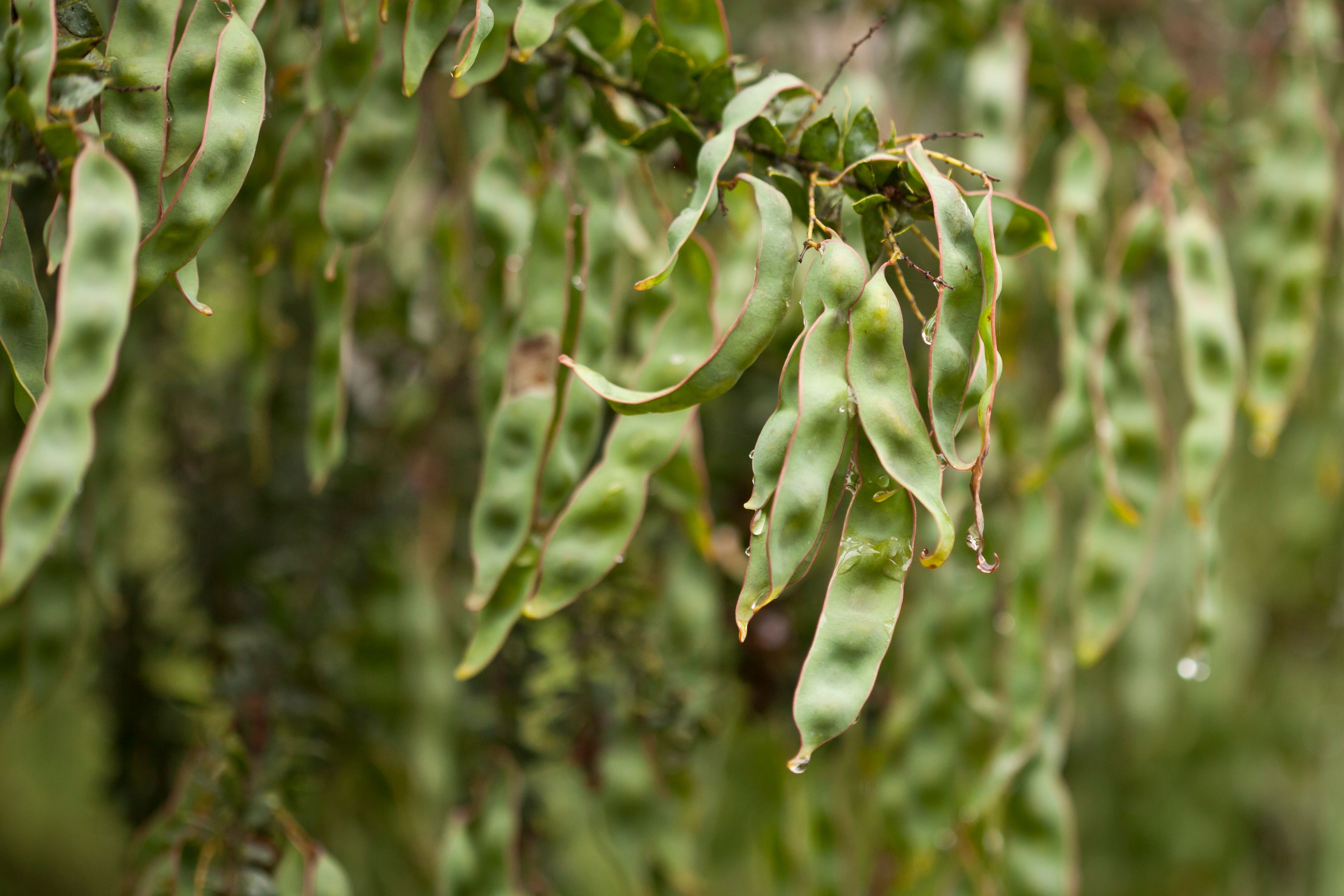 Close-up of a mass of seed pods on a wattle tree Acacia. Australia. Photographer: Jenny Dettrick. Source_Getty Images. Used under licence.