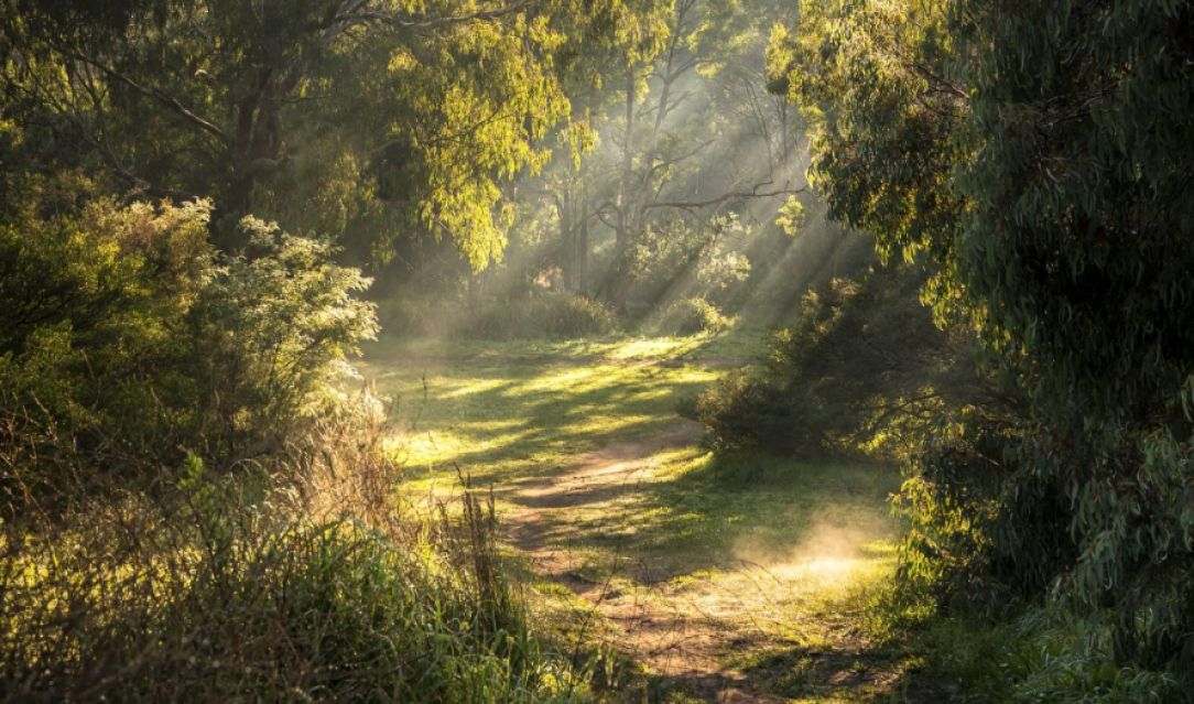 Image of a forest Sunrise Through Trees