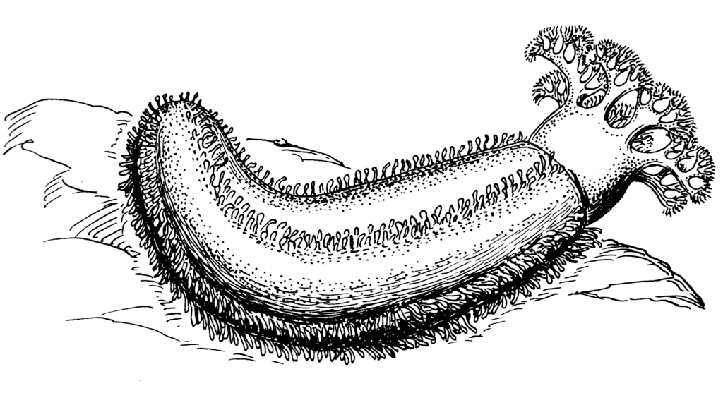 Sea Cucumber