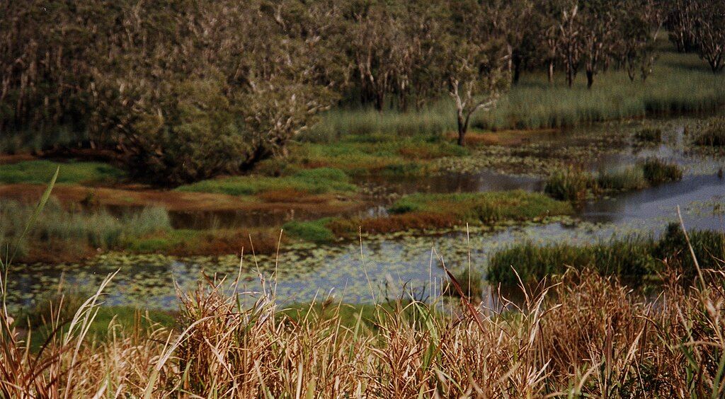 Eubenangee Swamp National Park Australia. Gimuy country. Source: Wikimedia Commons. License: CC BY-SA 2.0. Eubenangee Swamp National Park Gimuy country.