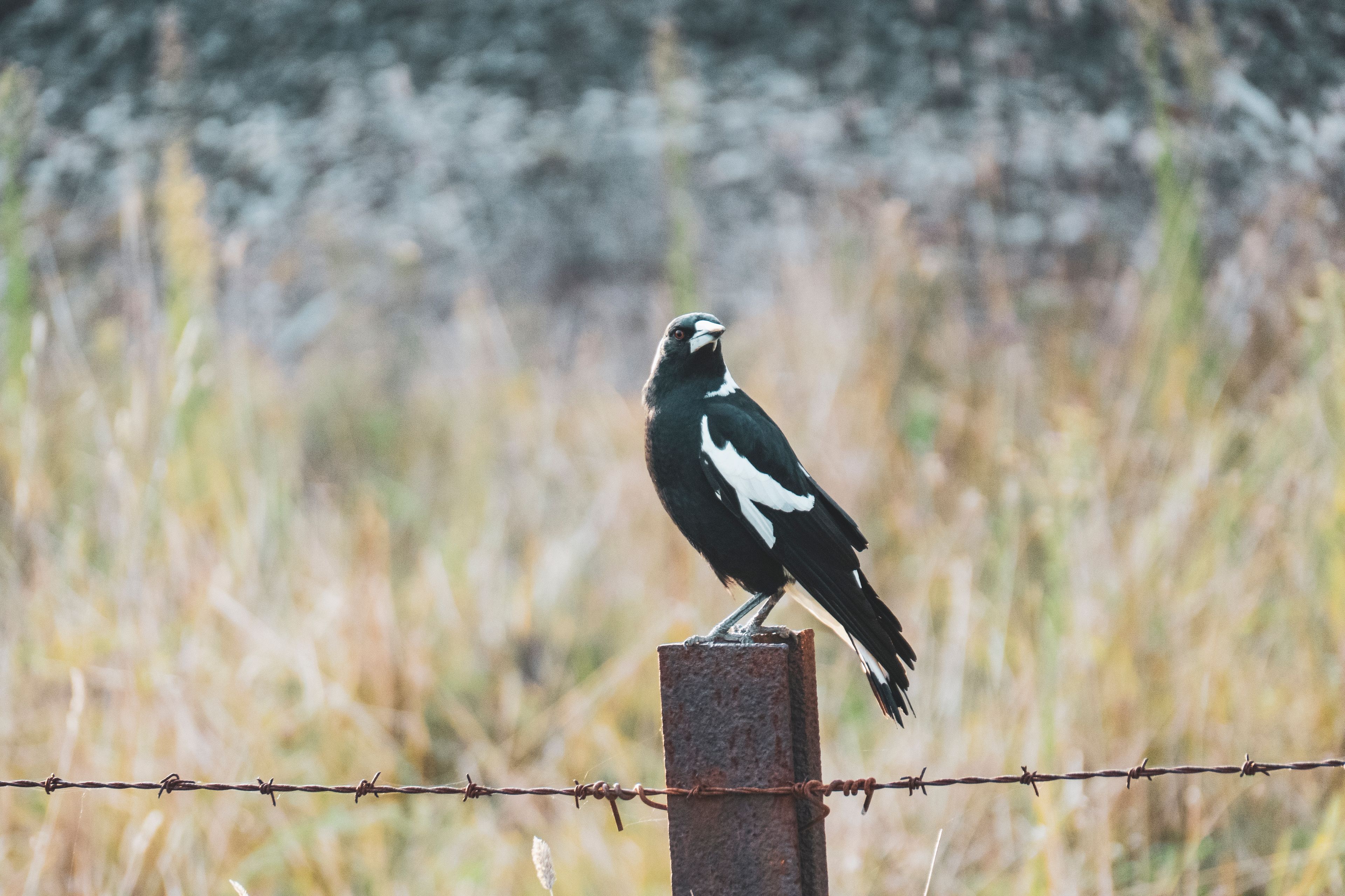 Magpie Perching on Barbed Wire Fence. New South Wales. Photographer: Tetra Images. Source: Getty Images. Used under Licence. Magpie Perching on Barbed Wire Fence.