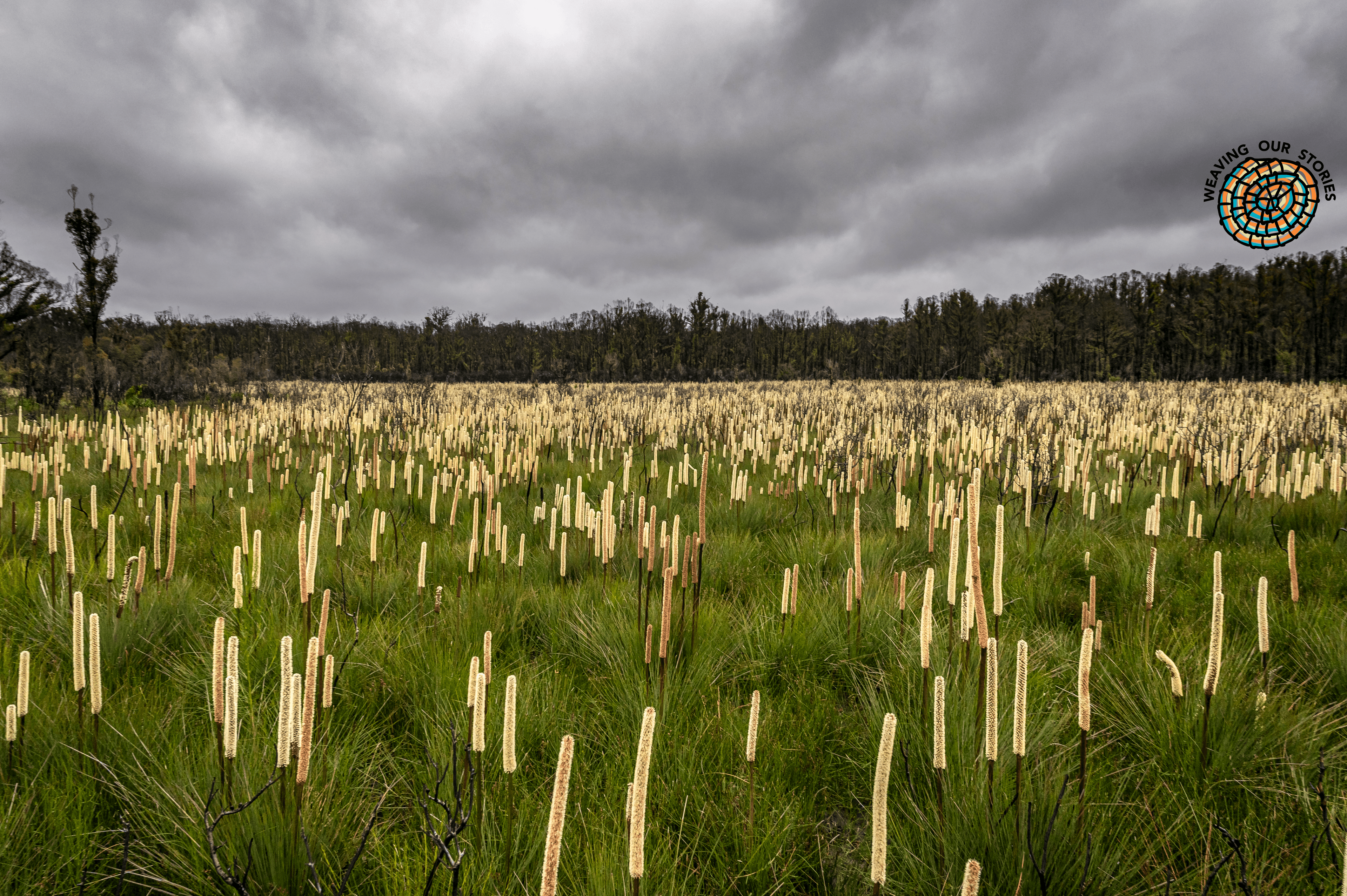 Flowering Grass with WOS logo Flowering Grass Trees, Mallacoota, Gunai/Kurnai country against a stormy sky with Weaving our Stories logo in the top right corner.