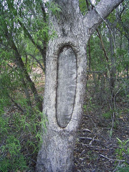 ScarTree. Photographer: Gary Vines. Source: Wikimedia Commons. Used under license: CC BY-SA 3.0