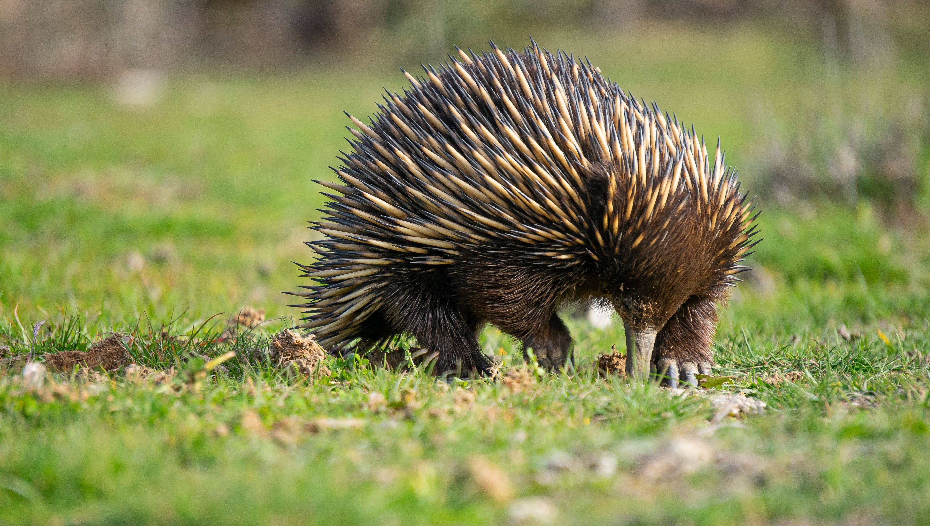 Echidna in the Bush. Photographer: Sara Carter. Source: Getty Images. Used under licence.