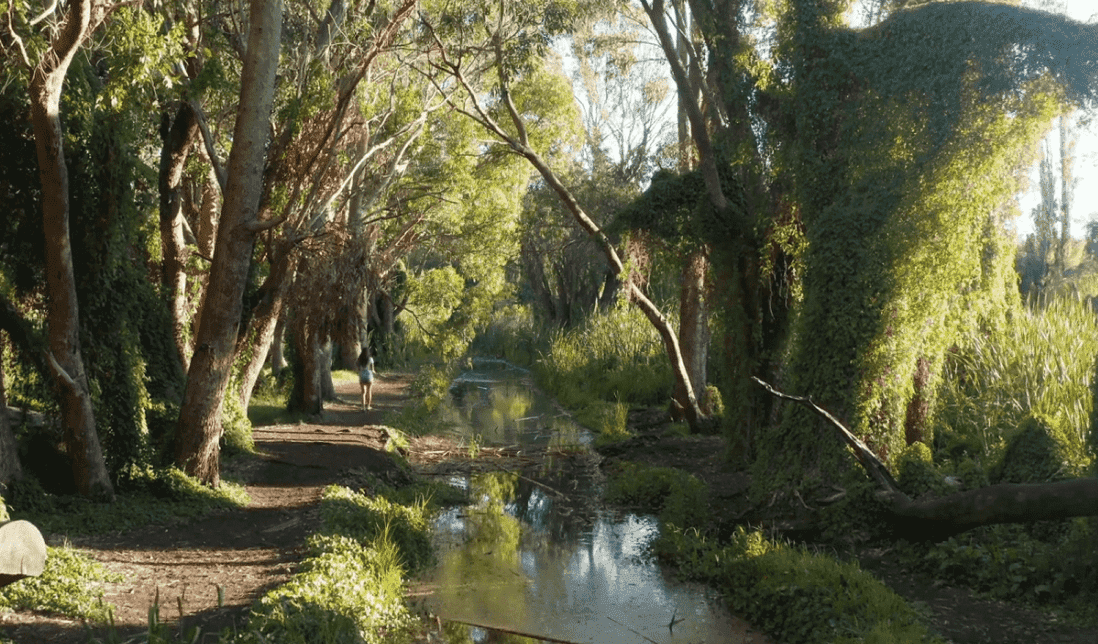 Banner forest fly over Forest trail next to river