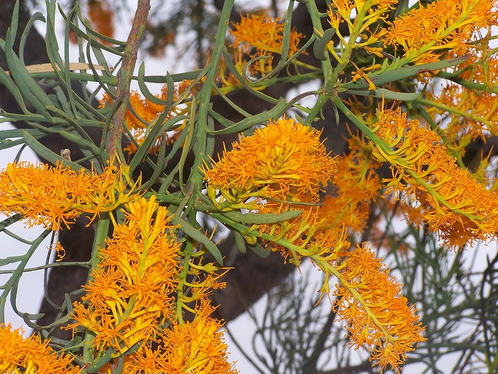 CFC CaseStudy2 Christmas tree