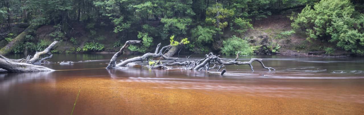 Fallen tree in a forest river