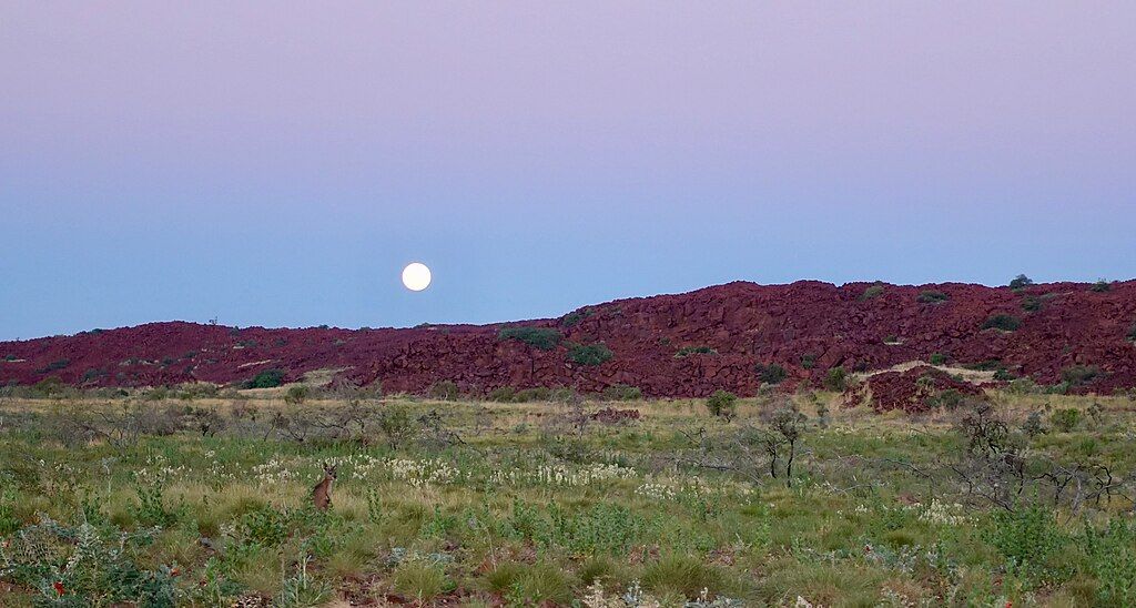 Pilbara Kangaroo. Location: Murujuga (Burrup Peninsula), Western Australia Photographer: Marius Fenger. Source: Wikimedia Commons. Used under licence: Public Domain.