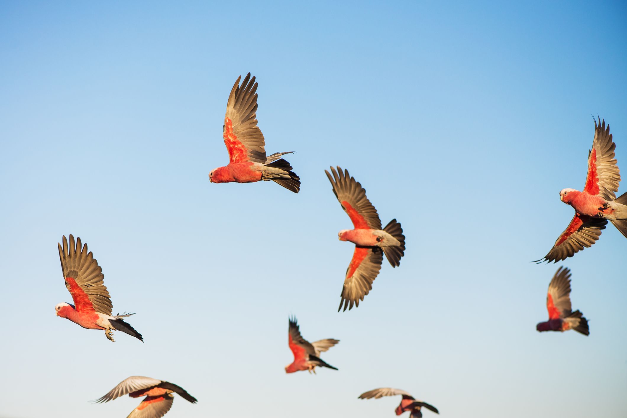 Australian Galahs Take Flight. Photographer: Shannon Stent. Source: Getty Images. Used under licence. Flock of Galahs mid flight against blue sky
