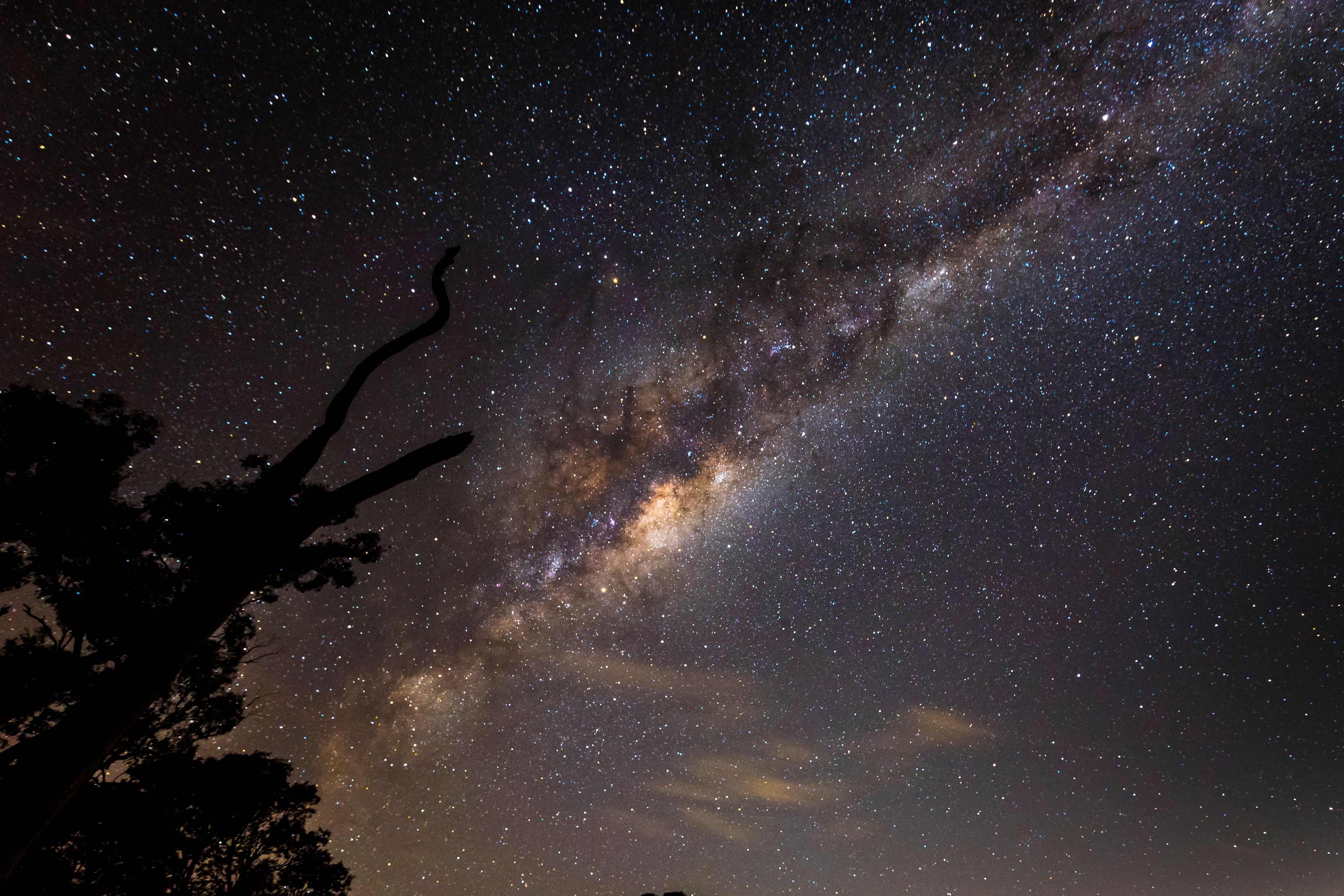 Black Tree and Night Sky. Location: Diggers Rest, Wurundjeri Country. Tiffany Garvie. Source: Ngarrngga. © Tiffany Garvie 2023. Used under licence.