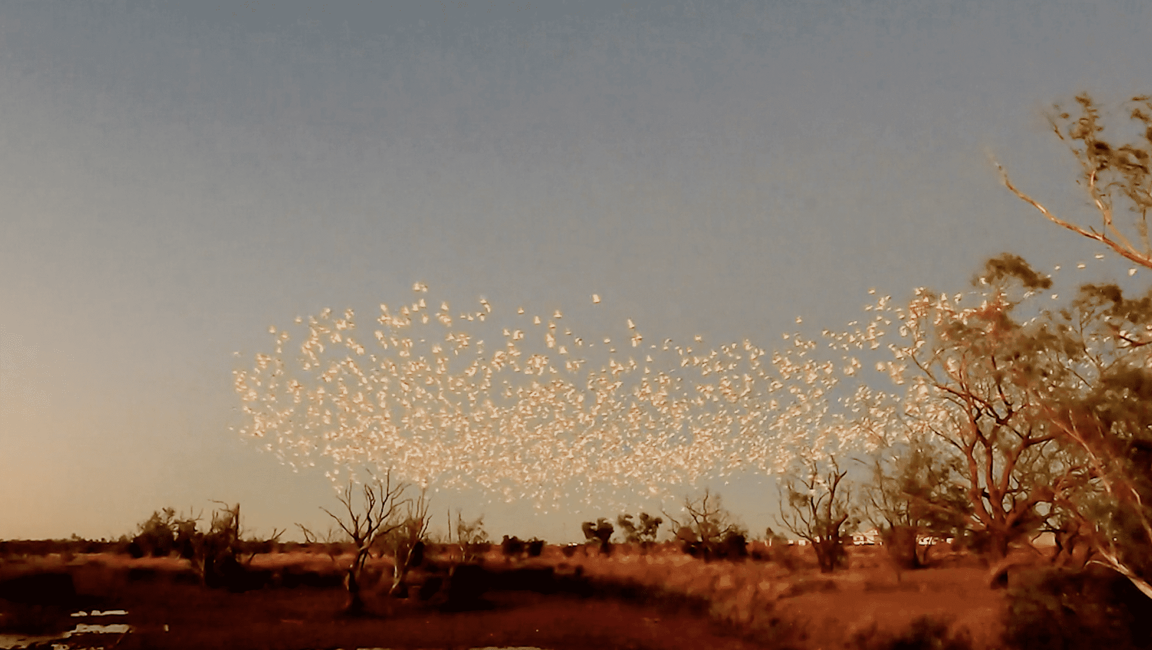 Birds flock in sky
