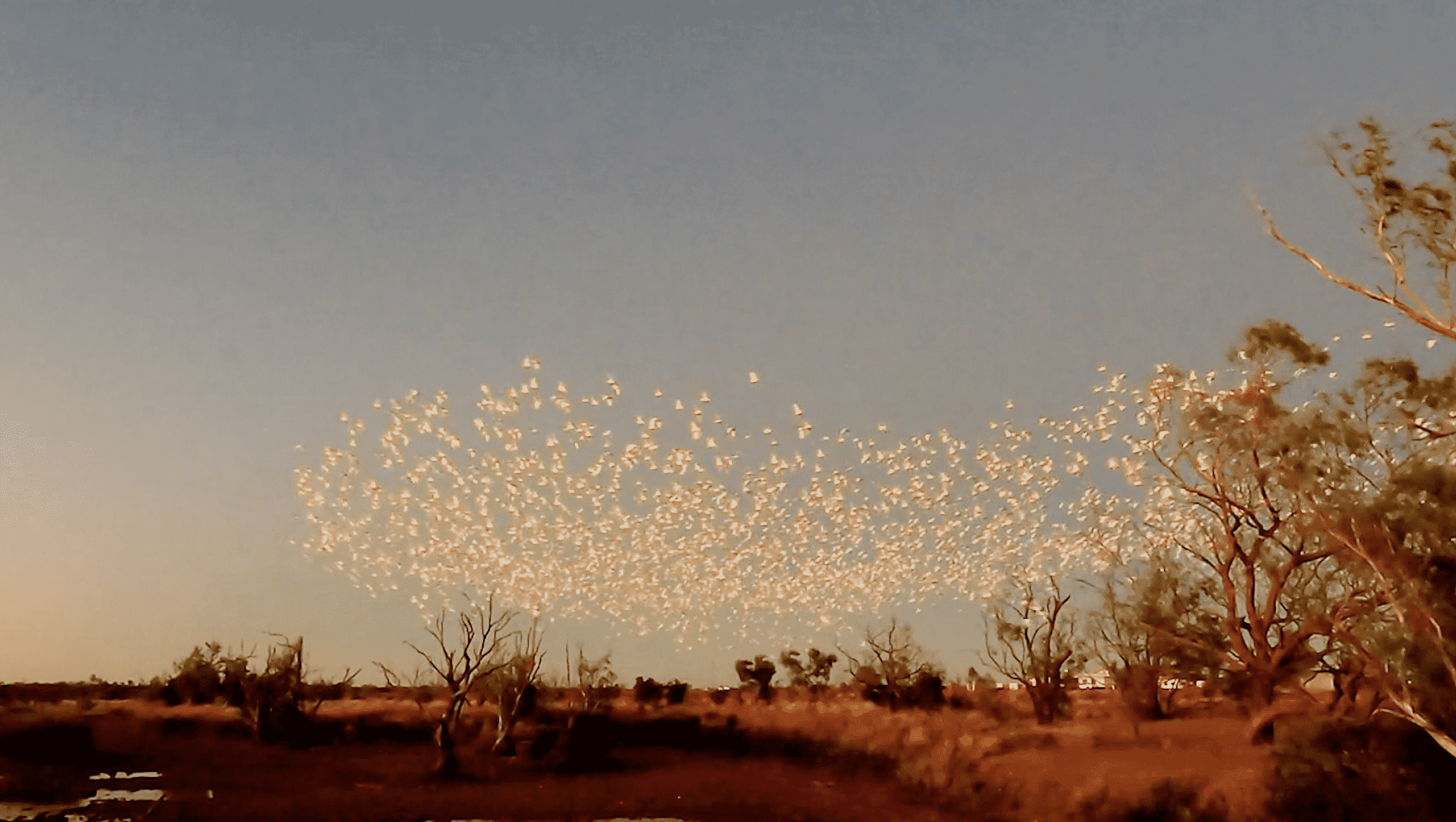 PD video -3 resposibilities Birds flock in sky